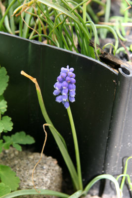 Grape Hyacinth Blossom
