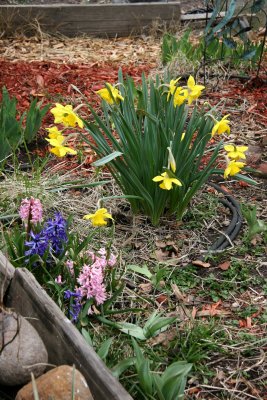 Daffodils & Hyacinths