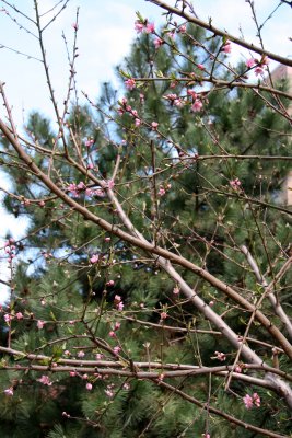 Peach Tree Blossoms & a Long Needle Pine Tree