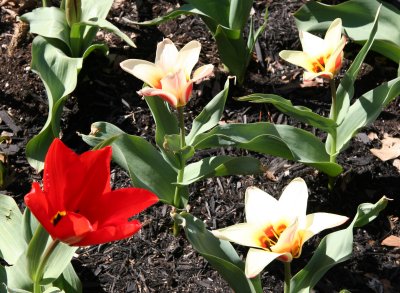 Tulip Garden