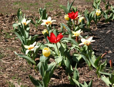 Tulip Garden