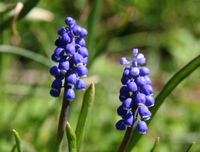 Grape Hyacinths