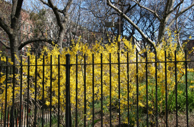 Forsythia