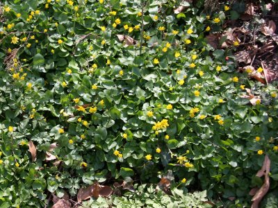 Marsh Marigolds