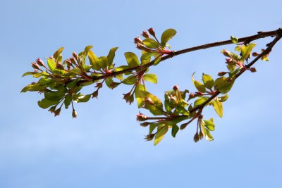 New Foliage - Apple Tree