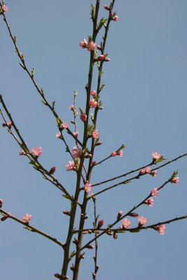 Peach Tree Blossoms