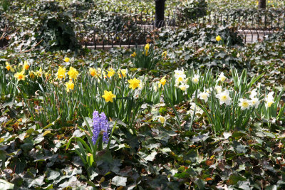 Daffodils & Hyacinth in Ivy