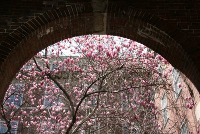 Magnolias at NYU Law School Vanderbilt Hall