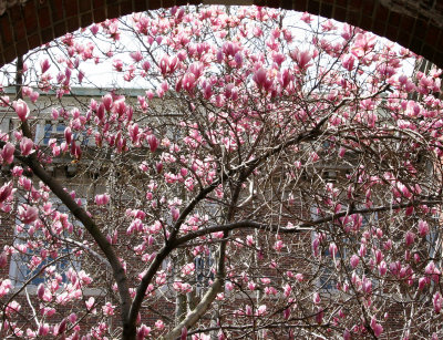 Magnolias at NYU Law School Vanderbilt Hall