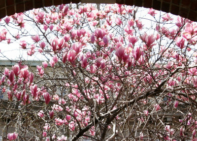 Magnolias at NYU Law School Vanderbilt Hall