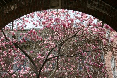 Magnolias at NYU Law School Vanderbilt Hall