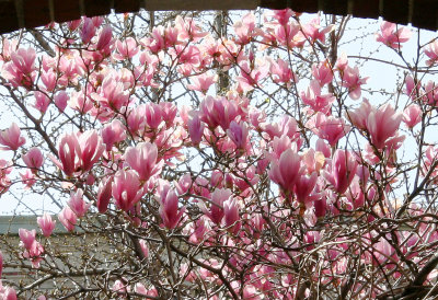 Magnolias at NYU Law School Vanderbilt Hall