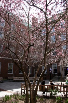 Magnolias at NYU Law School Vanderbilt Hall