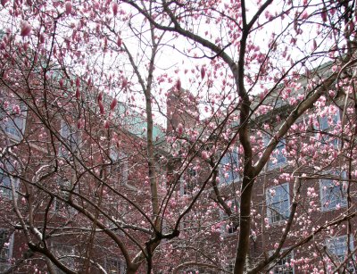 Magnolias at NYU Law School Vanderbilt Hall