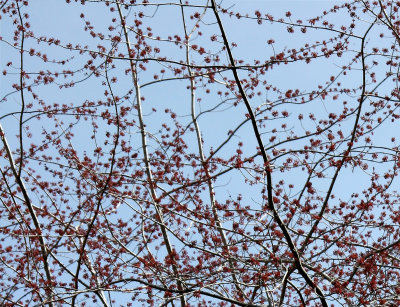 Maple Tree - New Foliage