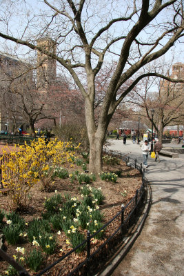 Forsythia & Daffodil Garden - Southwest Horizon