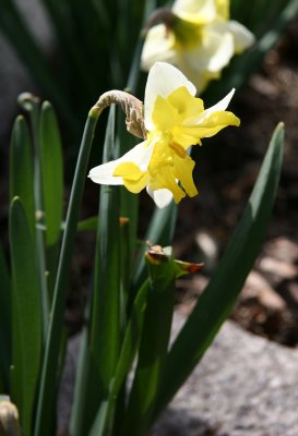 Daffodils