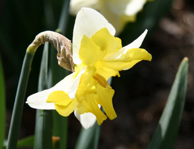 Daffodils