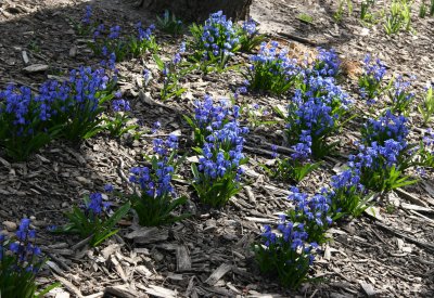 Spring Beauty or Scilla siberica