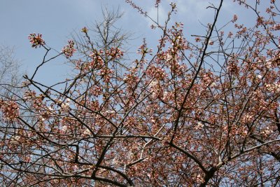 First Cherry Blossoms of the Season