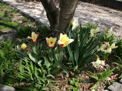 Tulips & Daffodils under a Magnolia Tree