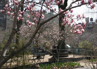 Magnolia & Plum Tree Blossoms
