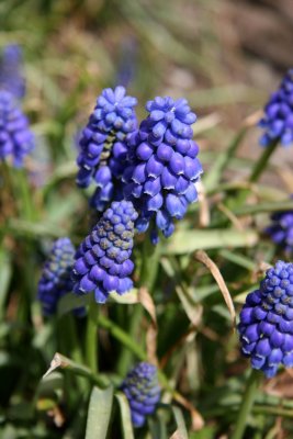 Grape Hyacinths