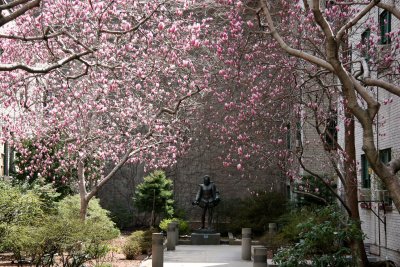 Magnolias in Cervantes Courtyard