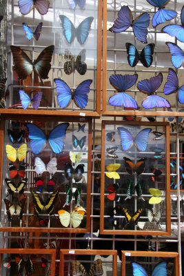 Street Fair - Butterflys under Glass