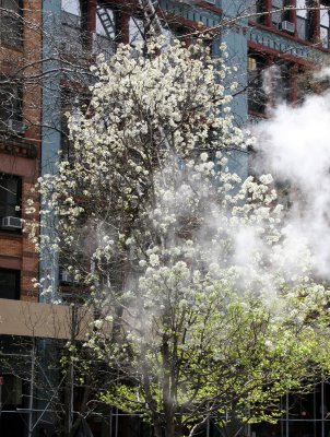 Bradford Pear Tree in Bloom