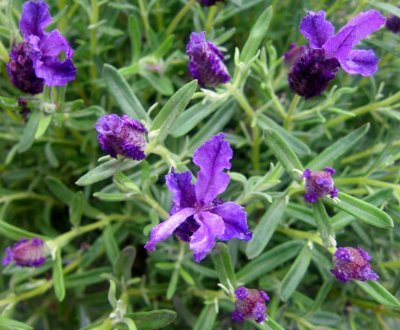 Lavender Flower Buds from Karen's Restaurant Patio