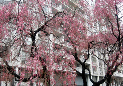 Cherry Trees -  New Blossoms