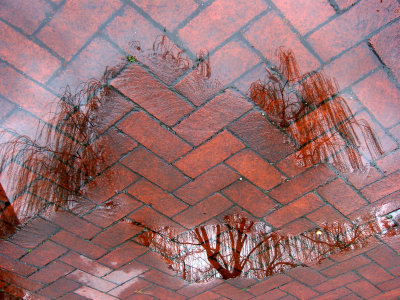 Willow Tree Reflection in Rain Puddles