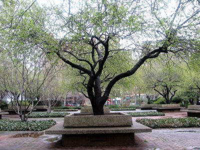 Crab Apple Trees