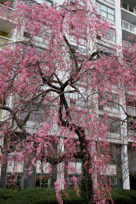 Cherry Tree Blossoms