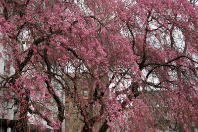 Cherry Tree Blossoms