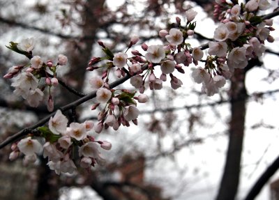 Cherry Tree Blossoms