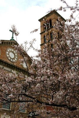 Cherry Tree Blossoms & Judson Church