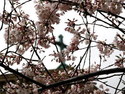 Cherry Tree Blossoms & Judson Church