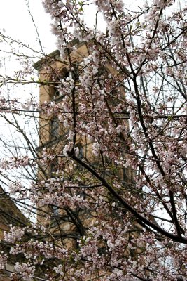 Cherry Tree Blossoms & Judson Church