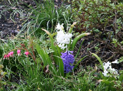 Hyacinths & Bleeding Hearts