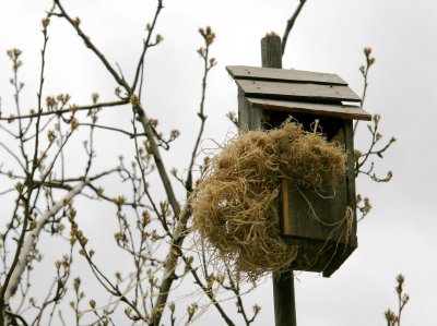 A New Nest for the Birdhouse by the Pear Tree