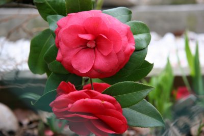 Camellia