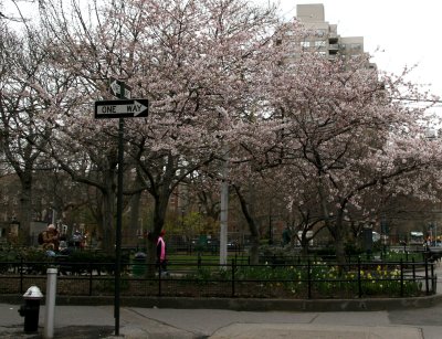 Cherry Tree Blossoms