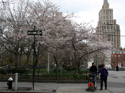 Cherry Tree Blossoms