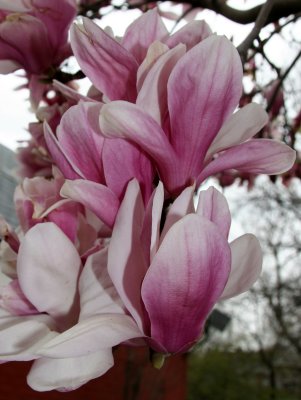 Magnolias 2007