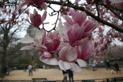 Magnolias