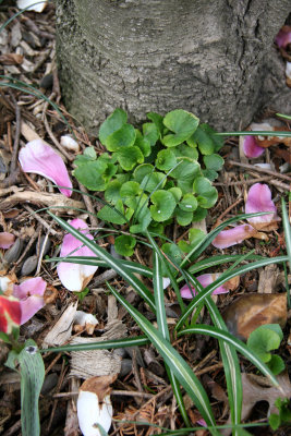 Under a Magnolia Tree