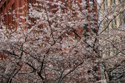 Cherry Tree Blossoms near NYU Library & Student Center