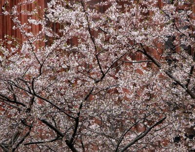 Cherry Tree Blossoms near NYU Library